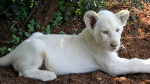 Gatunki Zwierząt na Krawędzi Wyginięcia to m.in. białe tygrysy