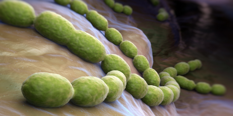 W zbliżeniu Streptococcus Agalactiae