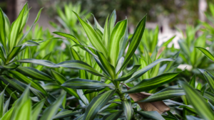 Dracena Sandera W DONICZCE