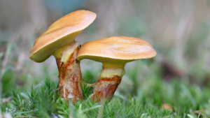 Dwa rosnące borowiki złotopore