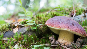 Prawdziwek pod mchem