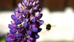 Bąk zapylający kwiat