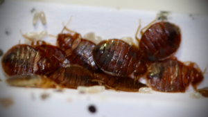 Pluskwy w jednym z mebli