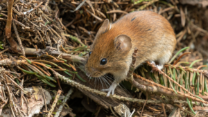 Nornica chodząca przy wejściu do swojej norki