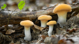 Grzyb zajączek w leśnej odsłonie