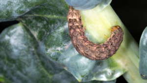 Larwa mola na liściu