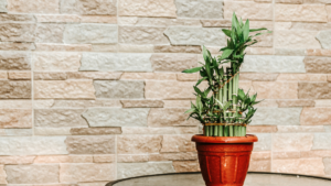 Drzewko Szczęścia w doniczce