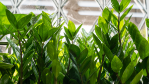 Zamiokulkas na parapecie